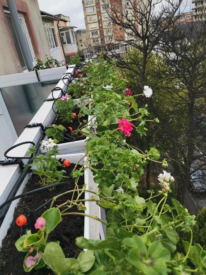 Bloom Box Apartments Craiova Kültér fotó